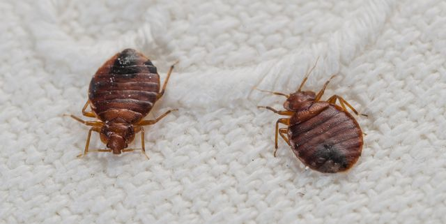 bed bug extermination 